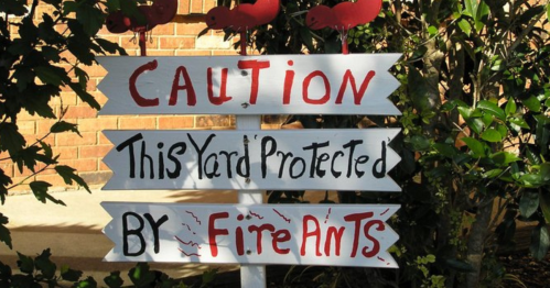 A wooden sign with red letters warns: "Caution: This yard protected by fire ants," surrounded by greenery.