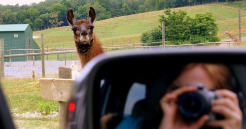 A llama curiously peeks over a fence while a person takes a photo from a car. Green hills in the background.