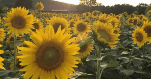 A vibrant field of sunflowers basking in sunlight, with a backdrop of trees and hills.
