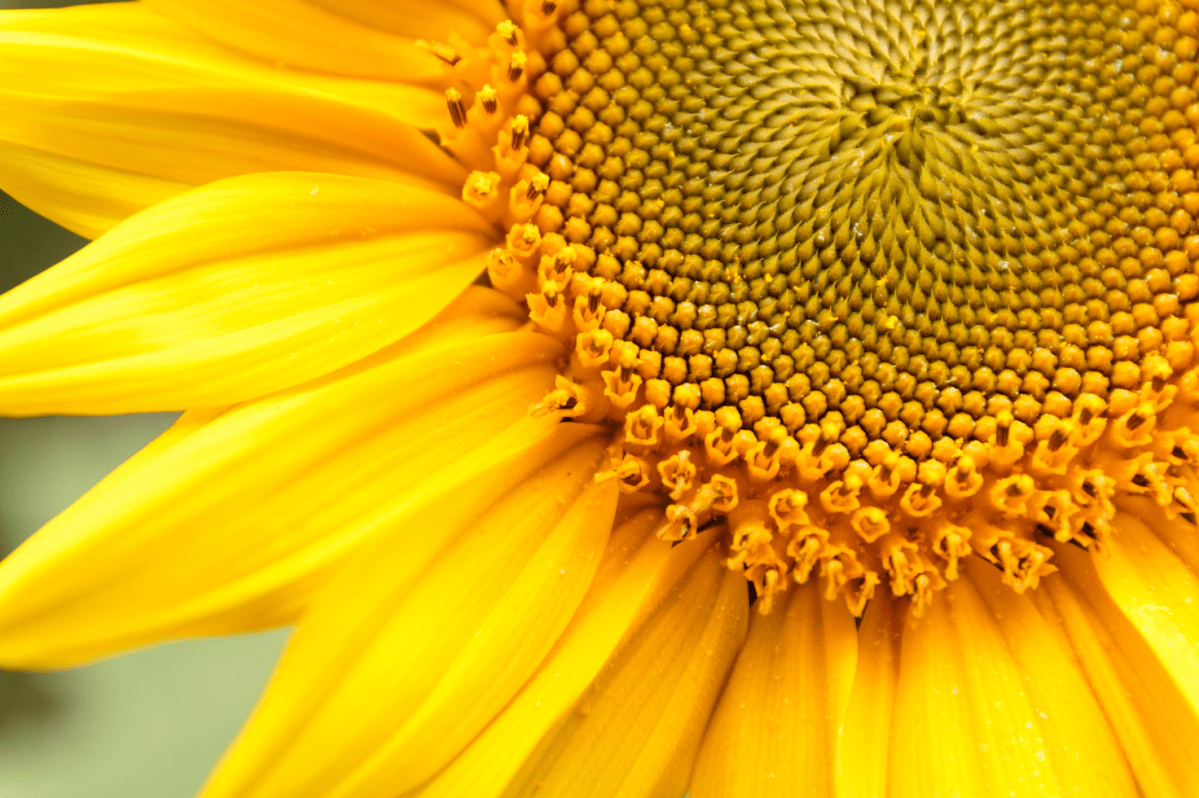 Most People Don’t Know About These Magical Sunflower Fields Hiding in South Dakota