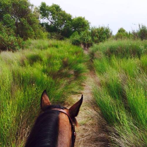 A view from behind a horse, looking down a grassy path surrounded by lush greenery and trees.