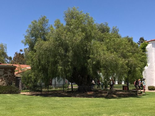 A large, leafy tree surrounded by a fence, with people walking nearby on a sunny day.