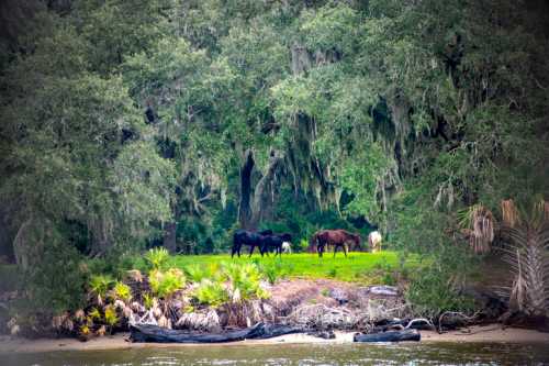 Four horses grazing on a grassy area near a river, surrounded by lush trees and Spanish moss.