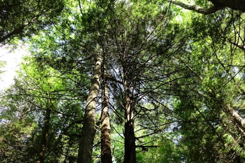 Looking up at tall trees with lush green foliage against a bright sky.