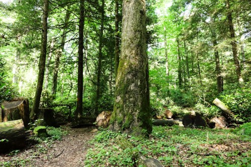 A lush green forest with tall trees, sunlight filtering through the leaves, and a path winding through the underbrush.