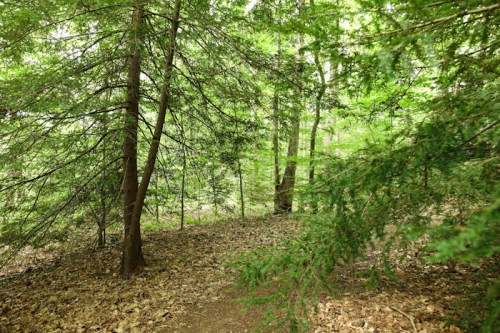 A serene forest scene with tall trees and a path covered in fallen leaves, surrounded by lush green foliage.