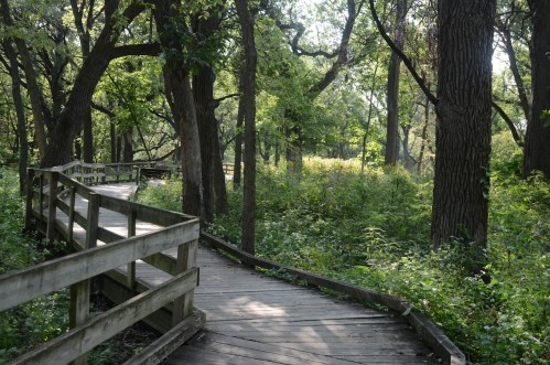 A wooden boardwalk winds through a lush, green forest with tall trees and sunlight filtering through the leaves.
