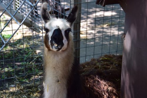 A close-up of a llama with a playful expression, standing near a wooden structure in a fenced area.