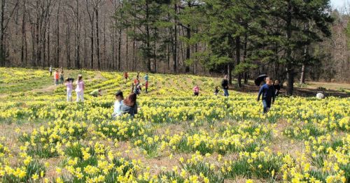 A field of yellow daffodils with people walking and enjoying the scenery on a sunny day.
