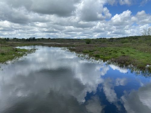 A serene wetland scene with a reflective water surface, lush greenery, and fluffy clouds in a blue sky.