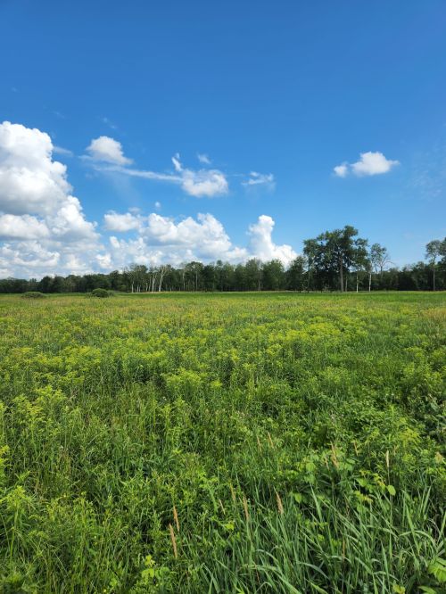 A lush green field under a bright blue sky with fluffy white clouds and trees in the background.