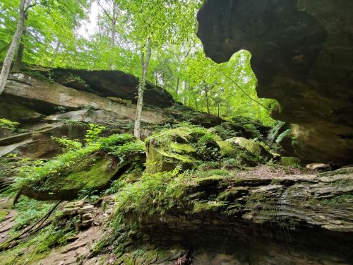 Lush green forest with rocky cliffs and moss-covered boulders under a bright canopy of trees.