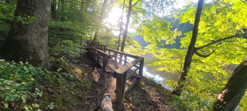 A serene forest path with a wooden railing, sunlight filtering through green trees, and a dog walking along the trail.
