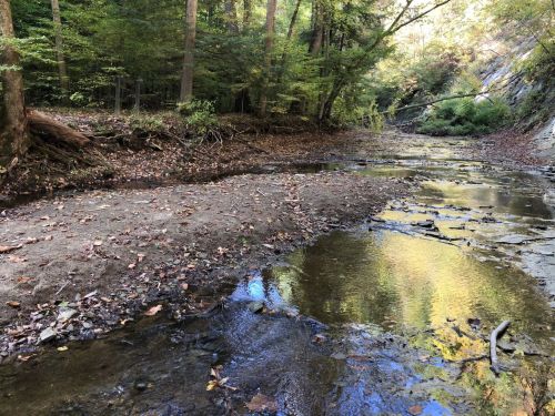 A serene forest scene featuring a shallow stream surrounded by trees and rocky terrain, with autumn leaves scattered on the ground.
