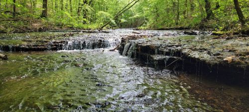 A serene stream flows through a lush green forest, with gentle waterfalls cascading over rocky ledges.