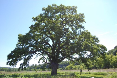 A large, leafy tree stands alone in a grassy field under a clear blue sky.
