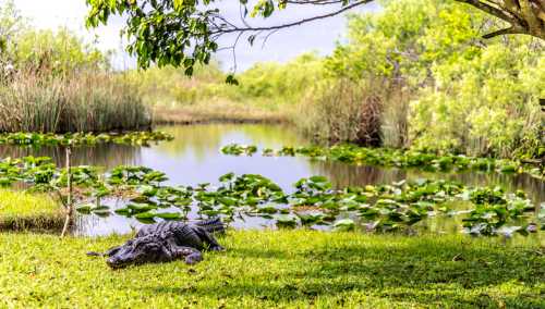 An alligator rests on the grass by a serene pond surrounded by lush greenery and lily pads.