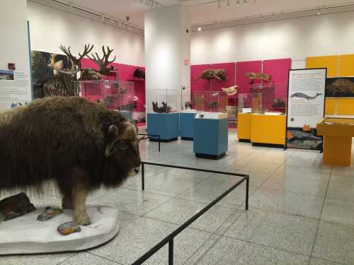 A museum exhibit featuring taxidermy animals, colorful display cases, and informational panels in a bright, modern space.