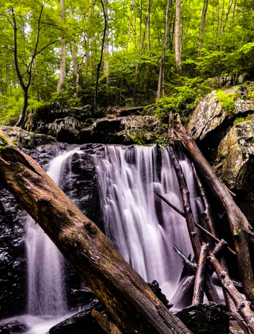 A serene waterfall cascades over rocks, surrounded by lush green trees and fallen logs in a tranquil forest setting.