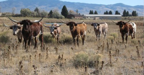 A group of longhorn cattle walking through a dry, grassy field with mountains in the background.