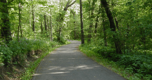 A winding path through a lush green forest, surrounded by tall trees and vibrant foliage.