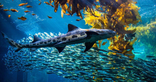 A leopard shark swims among a school of fish and vibrant kelp in a clear blue aquarium environment.