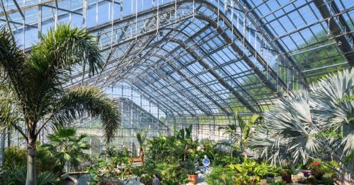 A spacious greenhouse filled with various tropical plants under a glass roof, showcasing vibrant greenery and sunlight.