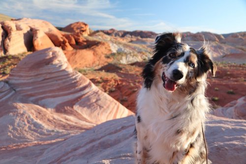 A happy dog sits on colorful rock formations under a clear blue sky.