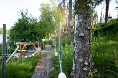 A wooden path lined with greenery and a tree trunk featuring mushrooms, leading towards a serene lakeside.