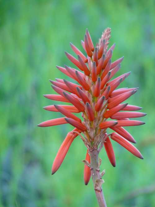 A close-up of a vibrant red-orange flower spike against a blurred green background.