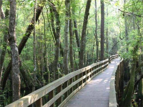 A wooden boardwalk winding through a lush, green forest with tall trees and dappled sunlight.