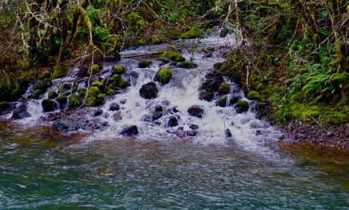 A serene stream flows over moss-covered rocks, surrounded by lush greenery and trees.