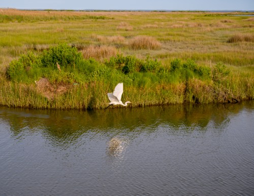 A white bird takes flight over a calm river, surrounded by lush green grass and marshland.