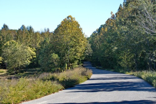 A winding road surrounded by lush green trees and foliage under a clear blue sky.