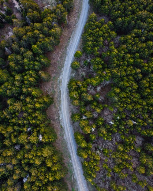 Aerial view of a winding road through a dense forest with green and brown trees.