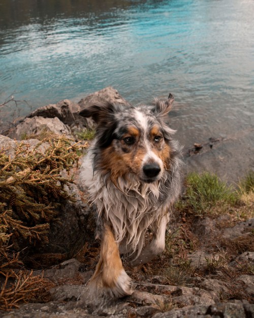 A wet dog with a fluffy coat walks along a rocky shore by a river, surrounded by greenery.