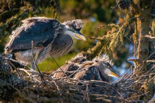 A heron stands watch over three fluffy chicks in a nest, surrounded by pine branches and cones.