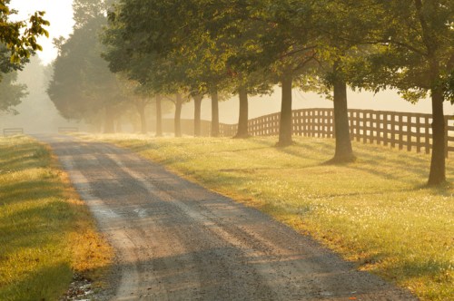 A misty morning scene featuring a gravel road lined with trees and a wooden fence. Soft light filters through the fog.