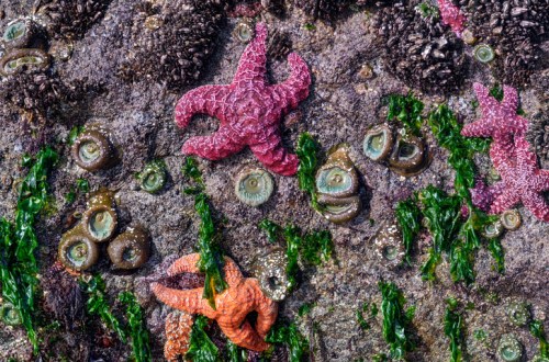 Colorful starfish and sea anemones on a rocky tide pool, surrounded by green seaweed.