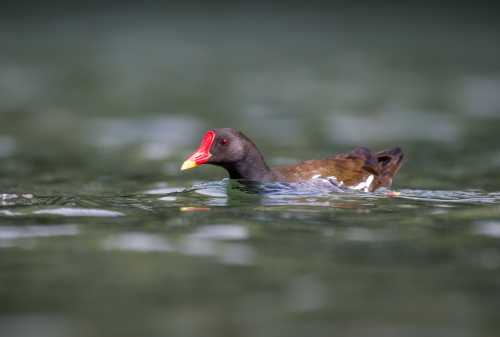 A moorhen swimming on calm water, showcasing its distinctive red forehead and yellow beak.