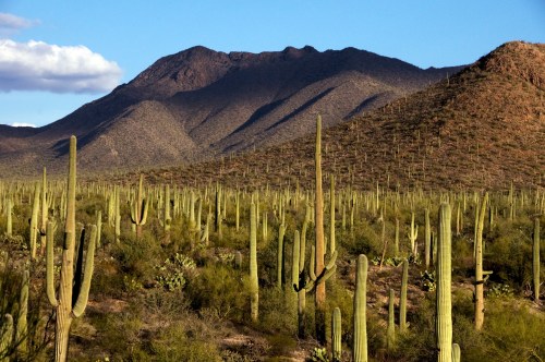 A desert landscape featuring tall cacti, rolling hills, and mountains under a clear blue sky.