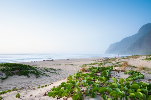 A serene beach scene with gentle waves, lush greenery in the foreground, and misty mountains in the background.
