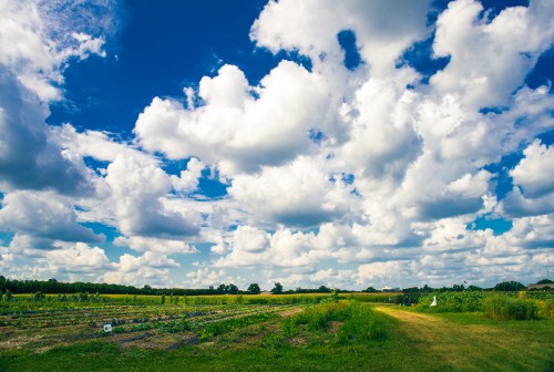 A vibrant landscape featuring lush fields under a bright blue sky filled with fluffy white clouds.