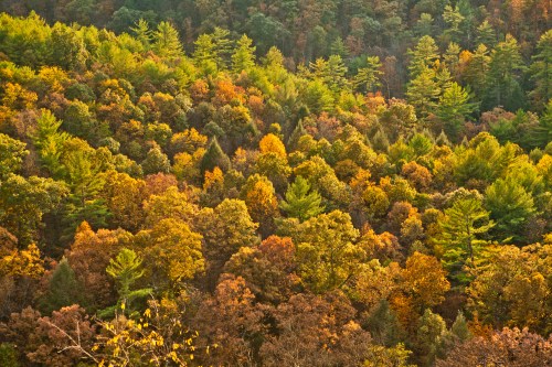 A vibrant forest in autumn, showcasing a mix of green and colorful orange, yellow, and red foliage.