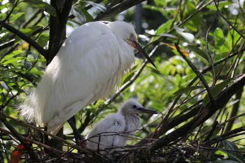 A white heron stands beside a fluffy chick in a nest, surrounded by lush green foliage.