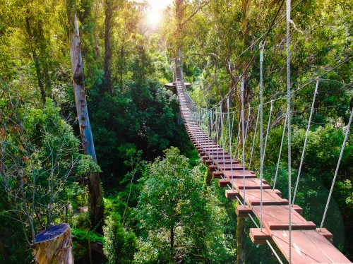A wooden suspension bridge stretches over lush green trees in a sunlit forest.