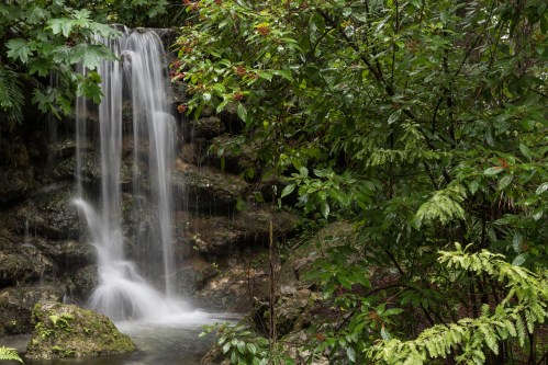 A serene waterfall cascades over rocks, surrounded by lush green foliage and vibrant plants.