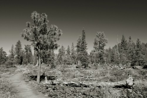 A black and white landscape of a forest with tall trees and a winding path through fallen logs and underbrush.