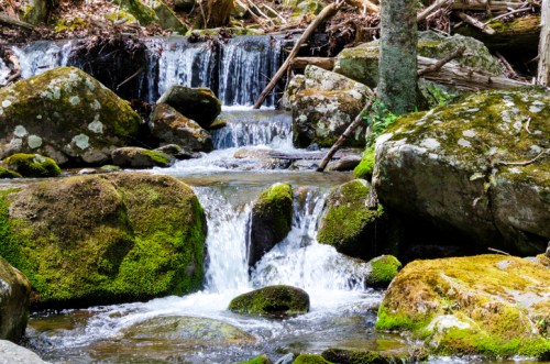 A serene stream flows over moss-covered rocks in a lush, wooded area, creating a peaceful natural scene.