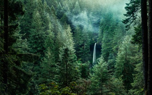 A serene forest scene with tall green trees and a waterfall cascading in the background, shrouded in mist.